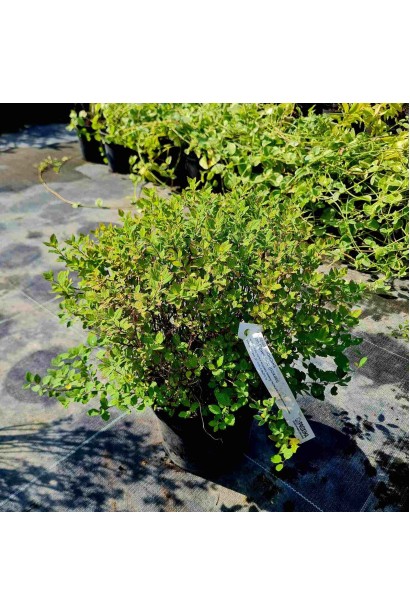 Спірея японська Літл Принцесс (рожева) - 3-5л/вис.25-35см/Ø20-30см/(muscle)4роки 